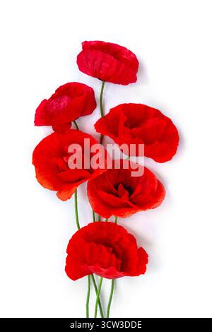 Fleurs coquelicots rouges ( pavot de maïs, rose de maïs, pavot des champs ) sur fond blanc avec espace pour le texte. Vue de dessus, pose à plat Banque D'Images