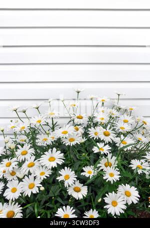 Un beau buisson de marguerites blanches fleurissant devant un mur de planches blanches. Scène de jardin d'été avec des fleurs délicates et un fond en bois rustique Banque D'Images