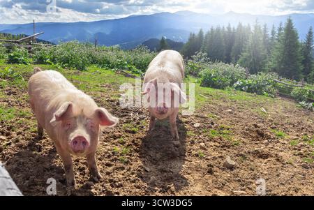 Deux cochons derrière une clôture avec vue panoramique sur la montagne et collines verdoyantes sous le ciel bleu avec des nuages blancs moelleux Banque D'Images