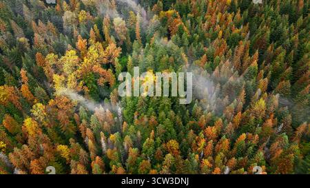 Canopée colorée de forêt d'automne avec brume matinale. Vue aérienne d'une forêt dense en automne, montrant des couleurs vives des arbres et une douce brume dérivant Banque D'Images