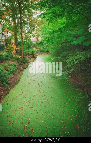 Bruges, Belgique. Vue sur une rivière dans le parc Minnewater, une belle forêt à l'entrée de la ville. Vue classique sur les canaux de Bruges. Banque D'Images