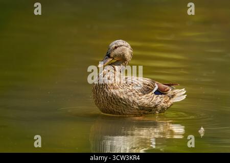 Canard colvert femelle (Anas platyrhynchos) dans la lumière du soleil pittoresque, debout dans l'eau peu profonde Banque D'Images