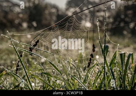 Toile d'araignée en pays Bretagne, France Banque D'Images