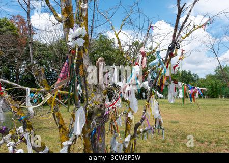 Cette image symbolique et vibrante capture une vue rapprochée d'un arbre à souhaits, ses branches densément recouvertes de nombreux rubans colorés étroitement noués Banque D'Images