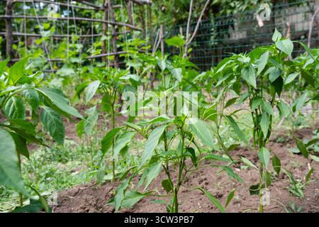 Un gros plan très détaillé présente de jeunes plants de poivrons verts dynamiques qui prospèrent dans un potager. L'image se concentre nettement sur le lea tendre Banque D'Images