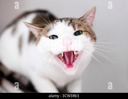 Un chat en colère avec des pupilles dilatées sifflant Banque D'Images