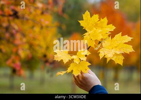 Gros plan de la main de femme tenant doucement la branche avec des feuilles d'érable jaune vif sur fond flou de la nature d'automne symbolisant la saison d'automne et la beauté Banque D'Images