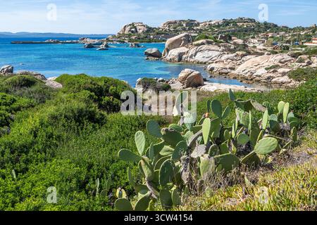 Journée ensoleillée sur la côte de Sardaigne la Maddalena avec des cactus verts luxuriants et de grands rochers au bord de l'eau turquoise. Île italienne. Banque D'Images