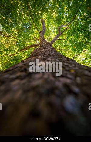 Arbre majestueux vu d'en bas avec un tronc texturé rugueux et un auvent feuillu vert qui brille à la lumière du soleil pendant l'été Banque D'Images