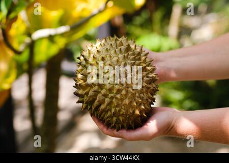 Une personne tient un durian, connu pour son extérieur piqué unique, dans un jardin vibrant rempli de feuillage vert sous un ciel clair. La scène capture Banque D'Images