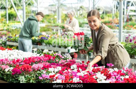 Client féminin choisissant cyclamen en pot dans le magasin de jardin de récipient Banque D'Images