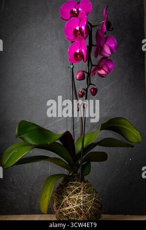 Orchidées et broméliades en kokedama suspendu avec des lumières chaudes – élégance florale sur fond noir Banque D'Images