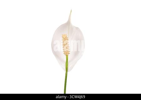 Spathiphyllum ou fleur de lis de paix et feuille, fleur blanche fraîche isolée sur fond blanc. Plante d'intérieur, gros plan Banque D'Images
