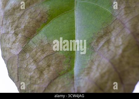 Feuille verte malade endommagée, maladie des plantes, plaies brunes, soin des plantes à domicile et concept de jardinage, gros plan, plan macro Banque D'Images