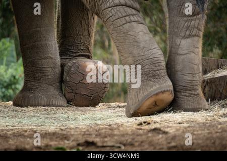 Un éléphant se tient sur une surface de terre, ses pieds près d'une grosse balle fissurée, dans un cadre naturel en plein air. La scène capture la faune. Banque D'Images