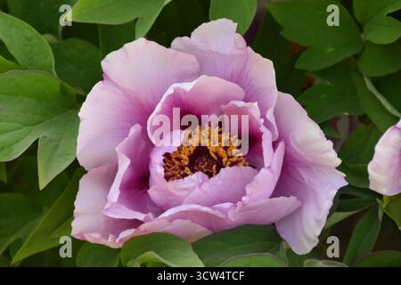 Fleur nationale de Chine, la pivoine dans un parc à Luoyang Banque D'Images