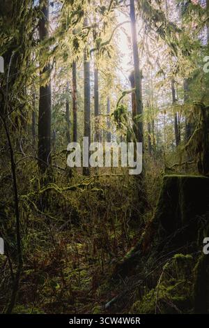 La lumière du soleil traverse de grands arbres dans une forêt luxuriante, illuminant la mousse verte vibrante et les sous-bois. La scène capture la tranquillité de la nature i. Banque D'Images