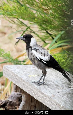 Magpie australienne juvénile sauvage (Cracticus tibicen), Australie méridionale Banque D'Images