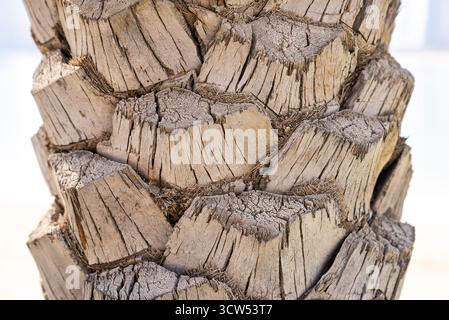Macro haute résolution du tronc de palmier montrant la texture détaillée de l'écorce. Parfait pour les arrière-plans écologiques, les matériaux de conception ou les études de surface architecturales. Banque D'Images