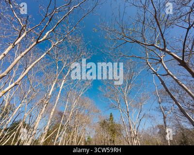 Feuilles sèches sur les branches de l'arbre à feuilles caduques dans la forêt subtropicale du nord de la Thaïlande à la fin de l'hiver Banque D'Images