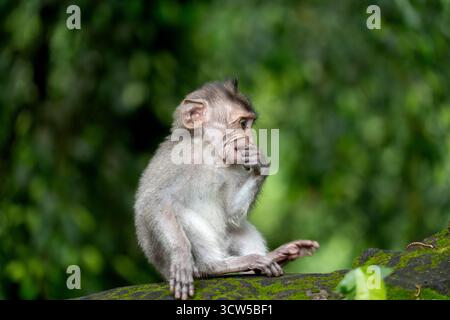 Jeune macaque balinais à longue queue dans la forêt des singes d'Ubud, un sanctuaire pour les macaques locaux. Banque D'Images