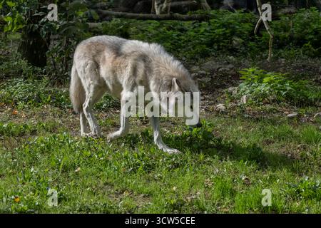 Loup du nord-ouest (Canis lupus occidentalis), également connu sous le nom de loup de la vallée du Mackenzie, loup des bois d'Alaska ou du Canada, canin de la famille des Canidae, nati Banque D'Images