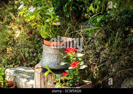 Des fleurs lumineuses poussent dans divers pots rustiques sur une souche en bois dans un jardin d'été ensoleillé Banque D'Images
