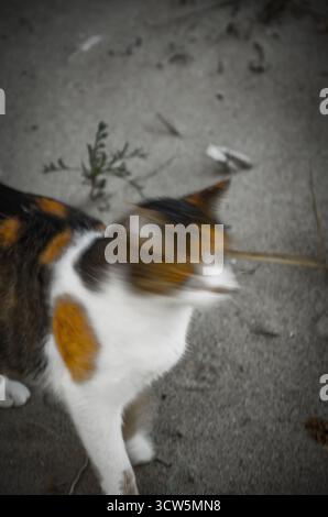 Calico Cat Head Motion Blur, mouvement rapide sur sol gris Banque D'Images