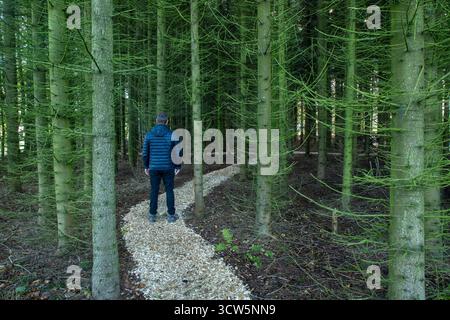 Seul homme debout sur le chemin à l'intérieur de la forêt de pins vue arrière, de quelle manière dois-je choisir, carrière et choix de vie personnelle signifiant Banque D'Images