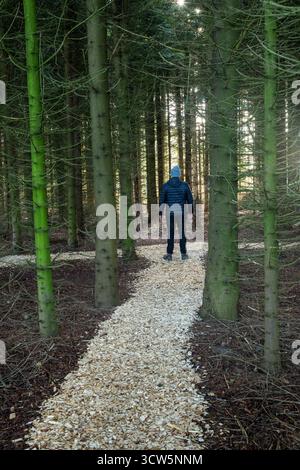 Seul homme debout sur le chemin à l'intérieur de la forêt de pins vue arrière, de quelle manière dois-je choisir, carrière et choix de vie personnelle signifiant Banque D'Images