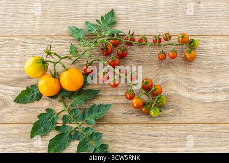 Il suffit de cueillir des tomates jaunes et des grappes de tomates cerises avec des feuilles vertes sur les planches de bois. Juste récolté des légumes. Vue de dessus. Banque D'Images
