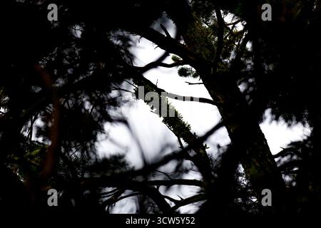 silhouette de tiges, de branches et de feuilles sur un arbre contre un fond de ciel clair Banque D'Images