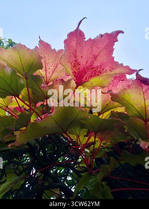 Bienvenue l'automne Banque D'Images