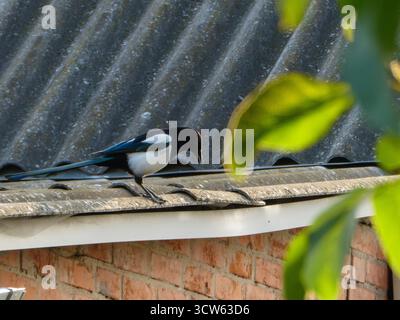 Magpie eurasienne perchée sur le toit ondulé gros plan Banque D'Images