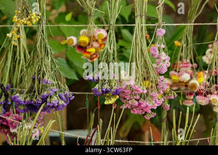Bouquets de belles fleurs séchées suspendues à la corde. Banque D'Images