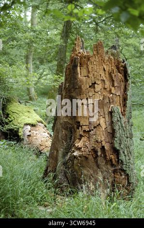 Chêne mort en forêt, Hesse, chêne (Quercus), bois mort en forêt, Hesse, Allemagne Banque D'Images