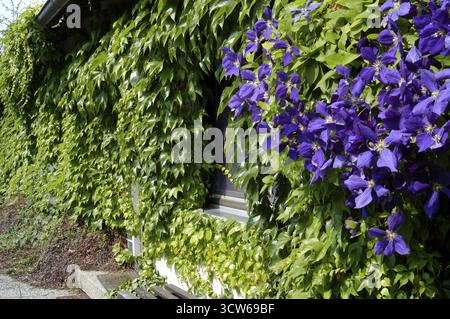 Virginia Creeper et Clematis à la façade de la maison, Hesse, Allemagne, vigne sauvage et clématites comme verdure sur la façade d'une maison, Hesse, Allemagne Banque D'Images