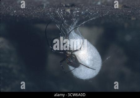 Cave Orbweaver (Meta menardi), Hesse, Allemagne Banque D'Images