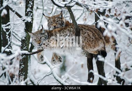 Lynx européen (Lynx lynx) reposant sur un arbre (Felis lynx) Banque D'Images