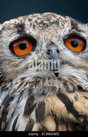 Yeux orange frappants de la chouette aigle à pois africaine Banque D'Images