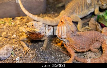 Habitat, trois dragons barbus reposant sur le sable et les rochers dans la lumière chaude d'une lampe. Banque D'Images