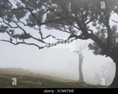 Silhouettes de laurier tordues dans le brouillard épais - scène atmosphérique mettant en vedette les larges branches noueuses d'un grand laurier dominant une terre brumeuse Banque D'Images