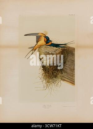 Julius bien d'après John James Audubon, Barn Swallow, 1860, chromolithographie sur papier représentant une paire d'hirondelles de grange perchées à leur nid. Banque D'Images