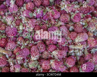 Gros plan de fleurs colorées séchées violet rose globe amarante aka gomphrena globosa utilisées pour la tisane sur le marché de l'Ouzbékistan Banque D'Images