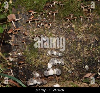 Champignon champignon de miel foncé parasite émergent. Armillaria Ostoyae. Colonie de champignons parasites Banque D'Images