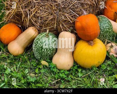 Citrouilles d'Halloween avec toile d'araignée décoration jaune mamans balles de foin Fall Harvest Display Autumn Garden Seasonal Spooky Setup Scene Banque D'Images