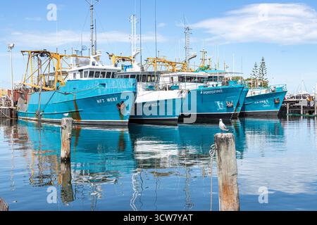 Bateaux de pêche commerciale à Fremantle Fishing Boat Harbour à Fremantle 6160 (Walyalup) près de Perth, Western Australia, WA, Australie Banque D'Images