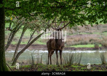 Cerf rouge majestueux (Cervus elaphus) cerf avec de gros bois debout dans les prairies sur la rive du lac pendant l'ornière en automne / automne Banque D'Images