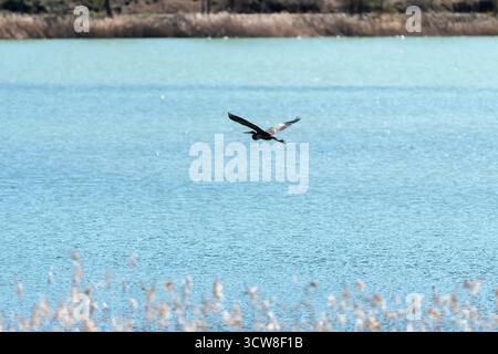Un aigle glisse gracieusement au-dessus d'un lac serein, montrant ses ailes contre un ciel bleu clair par une journée ensoleillée. Banque D'Images