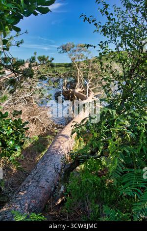 Un arbre tombé se trouve à travers l'eau dans un paysage irlandais pittoresque, encadré par un feuillage vert luxuriant sous un ciel bleu clair. Banque D'Images